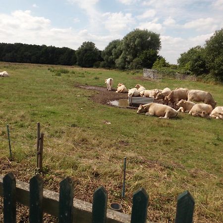 The Elms Bed and Breakfast East Harling Exteriör bild